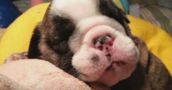 Ύπνε που παίρνεις τα… σκυλιά! Το κουταβάκι που ροχαλίζει θα σας φτιάξει τη διάθεση! (Βίντεο)