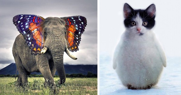 30 παράξενα υβρίδια ζώων φτιαγμένα στο… photoshop! (Εικόνες)