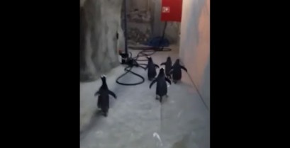 Η απόδραση των πιγκουίνων (Βίντεο)