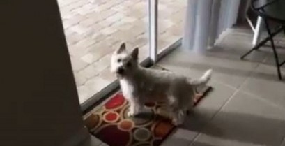 Ένας σκύλος ενθουσιάζεται με την πισίνα του σπιτιού (Βίντεο)