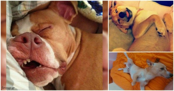 Αστείες φάτσες σκύλων όταν κοιμούνται..! θα τα λατρέψετε..! (Εικόνες)