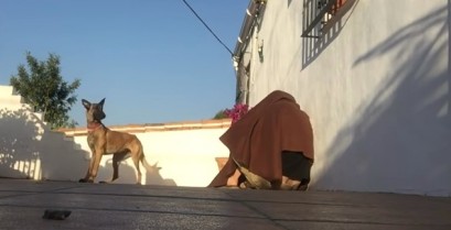 Έκπληξη στον σκύλο (Βίντεο)