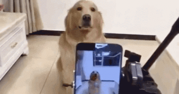 Ο σκύλος που ποζάρει στο φακό και θα σας φτιάξει την ημέρα! (Βίντεο)