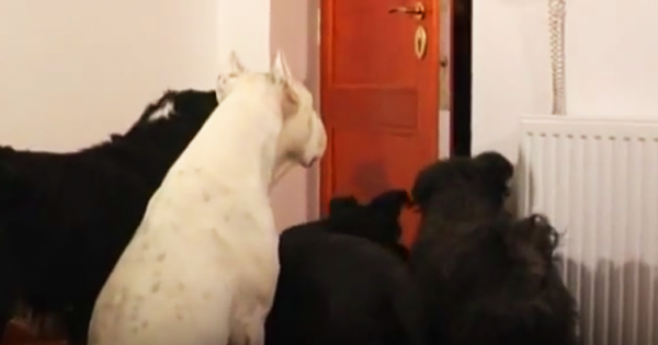 Αυτά τα Σκυλιά περιμένουν ανυπόμονα να κλείσει η Πόρτα. Μόλις έκλεισε…ΠΑΓΩΣΑΜΕ! (Βίντεο)