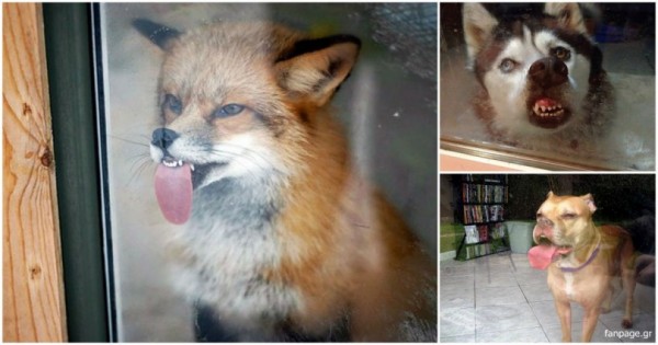 Γκριμάτσες από ζώα σε παράθυρα που μας έκαναν να γελάσουμε…! (Εικόνες)
