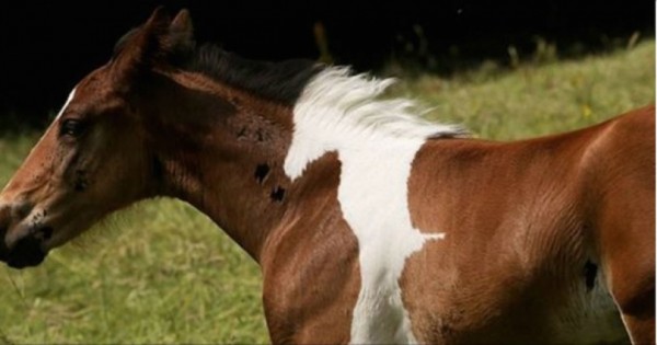 Πουλάρι γεννήθηκε με ένα τεράστιο σημάδι σε σχήμα μικρού αλόγου! (Εικόνες)