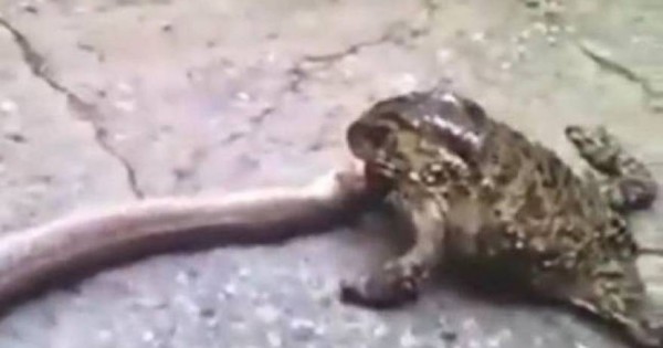 Αυστραλία: Τεράστιος βάτραχος επιχειρεί να φάει ζωντανό φίδι! [βίντεο]