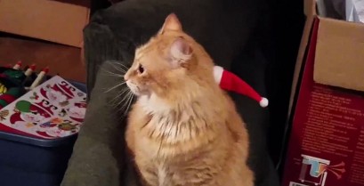 Η γάτα με το καπέλο του Άι Βασίλη (Βίντεο)