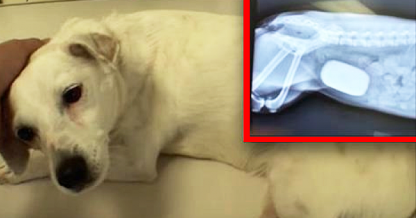 Έσωσαν αυτό τον αδέσποτο σκύλο. Αυτό όμως που βρήκαν Μέσα του, Σόκαρε τους Πάντες! (Βίντεο)