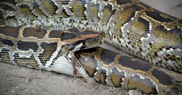Εννιά φίδια που έφαγαν περισσότερο απ’ ό,τι μπορούσαν (Εικόνες)
