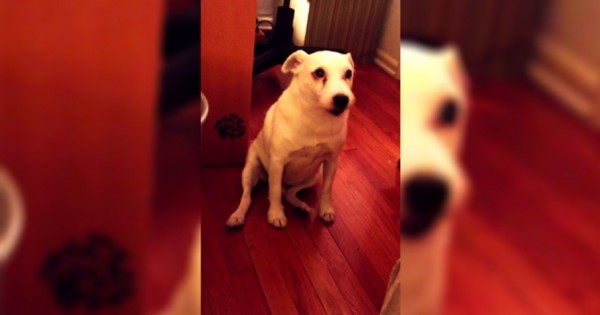 Μάλωσαν αυτό τον σκύλο γιατί ήταν άτακτος! Δείτε την ξεκαρδιστική αντίδραση του! (Βίντεο)