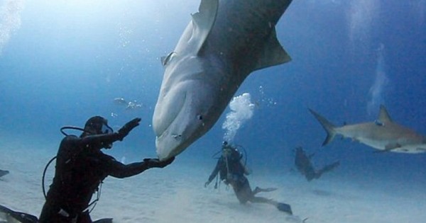 Η εντυπωσιακή… πιρουέτα του καρχαρία (Εικόνες)