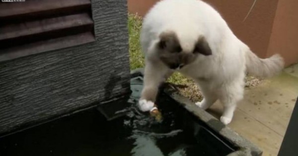 Δείτε μια γάτα να σώζει από βέβαιο θάνατο ένα… ψάρι! Aπό τα πιο συγκινητικά βίντεο που έχουμε δει…