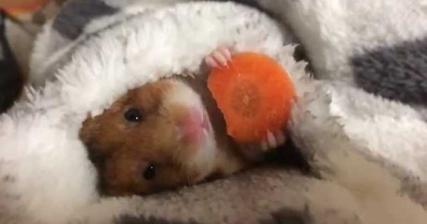 Ο Mike τρώει το καρότο του πριν κοιμηθεί… (Βίντεο)