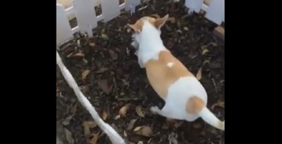 Ένας σκύλος θάβει το νεκρό κουτάβι του (Βίντεο)