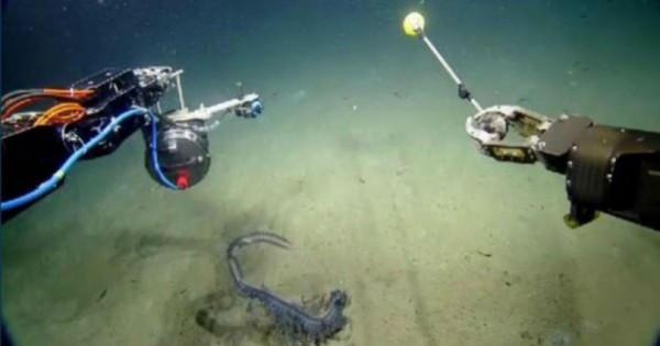 Σπάνιο πλάσμα που ζει στο βυθό του ωκεανού καταγράφεται σε κάμερα !! (Βίντεο)