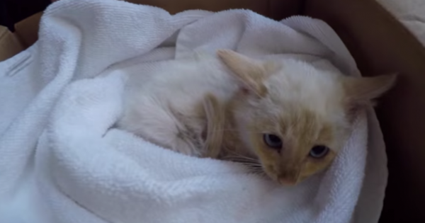 Απίστευτη η μετάλλαξη για αυτό το γατάκι που βρέθηκε μισοπεθαμένο…(Βίντεο)