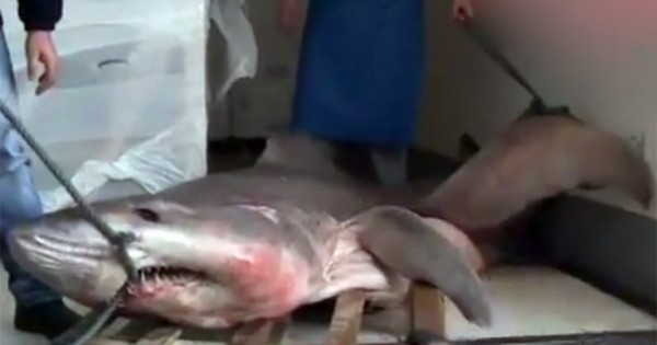 Ψαράς έπιασε καρχαρία 280 κιλών