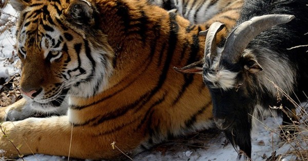 Ο καλύτερος φίλος μιας τίγρης είναι ένας… τράγος (Βίντεο)