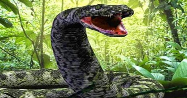 Αυτό είναι το μεγαλύτερο φίδι στον κόσμο και ζει σε αιχμαλωσία – Δείτε τι τρώει! (βίντεο)