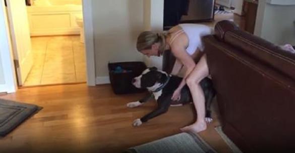 Αυτή ήταν η αντίδραση του σκύλου την στιγμή που έπρεπε να μπει για μπάνιο. (Βίντεο)