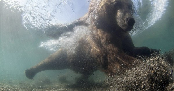 Αρκούδα δίνει… μαθήματα ψαρέματος (Εικόνες)