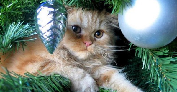 Γάτες VS Χριστουγεννιάτικα Δέντρα: έχει κηρυχθεί πόλεμος! (Φωτογραφίες)