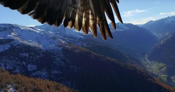 Δύο αετοί αρπάζουν drone στον αέρα σαν να ήταν ένα πουλί [βίντεο]