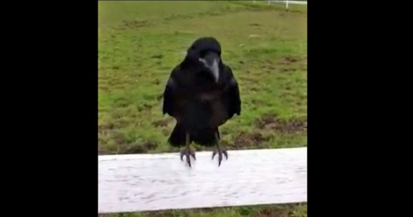 Πληγωμένο κοράκι ζητά βοήθεια από ανθρώπους! (Βίντεο)