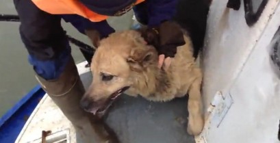 Διάσωση ενός σκύλου που παγιδεύτηκε σε παγωμένο ποτάμι (Βίντεο)