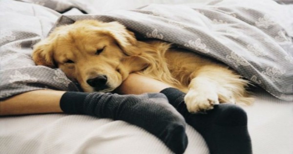 Στους περισσότερους ιδιοκτήτες αρέσει να κοιμούνται με το σκύλο ή τη γάτα στο κρεβάτι τους