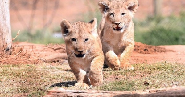 Ντεμπούτο για τα αξιολάτρευτα λιονταράκια (Εικόνες)