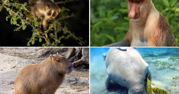 Δέκα άγνωστα ζώα πολύ παράξενα και άκρως ενδιαφέροντα (Εικόνες)