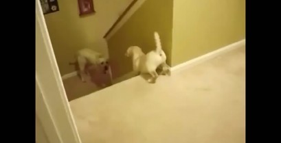 Σκύλοι vs Γάτες: Πως να μάθεις στο παιδί σου να κατεβαίνει τις σκάλες (Βίντεο)