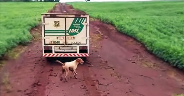 Γι αυτό είναι μοναδικό ζώο ο σκύλος… Θα ραγίσει η καρδιά σας με την ιστορία αυτών των 2 σκύλων (Βίντεο)