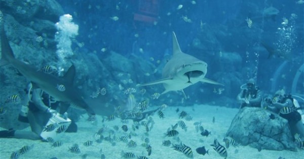 Οι καρχαρίες τρώνε συστηματικά τα τρόφιμα που απορρίπτουν οι άνθρωποι στον ωκεανό