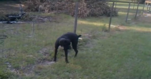 Σκύλος έκανε το λάθος να κατουρήσει σε ηλεκτροφόρο φράχτη! Δείτε τι συνέβη !!!… (Βίντεο)