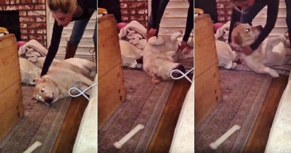 O πιο πεισματάρης σκύλος ever! (Βίντεο)
