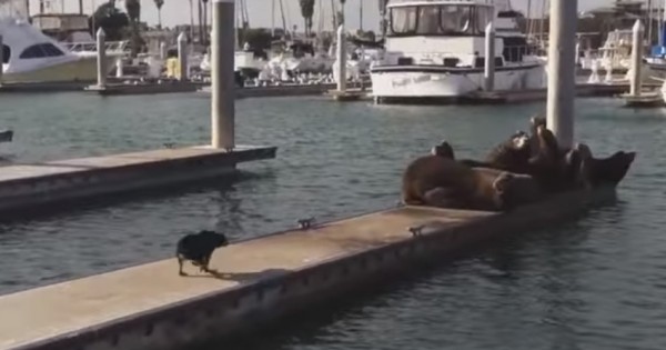 Σκύλος – Δαυίδ τα βάζει με 6 θαλάσσιους Γολιάθ και βγαίνει νικητής [βίντεο]