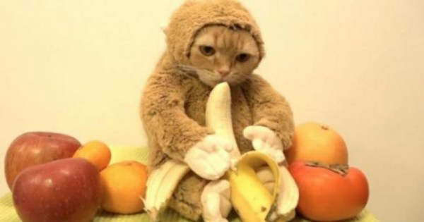 Τον γύρo του διαδικτύου κάνει η γάτα ντυμένη μαϊμού που τρώει μια μπανάνα. (Βίντεο)