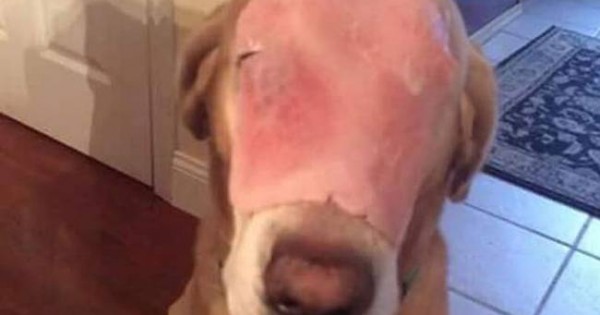 Η φωτογραφία του σκύλου που «ραγίζει» καρδιές: Είναι όμως αυτό που όλοι νομίζουν;