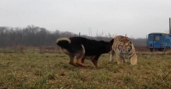 Μία τίγρης έτρεξε πάνω στο σκύλο της… και αυτό που έγινε δεν το περίμενε κανείς! (βίντεο)