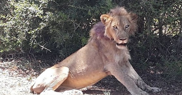 Τουρίστες έσωσαν ετοιμοθάνατο λιοντάρι (Εικόνες)