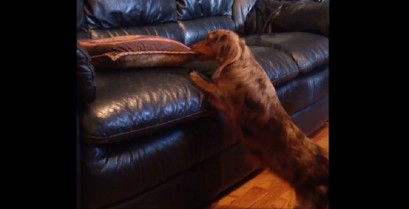 Ο σκύλος βρήκε τη λύση (Βίντεο)