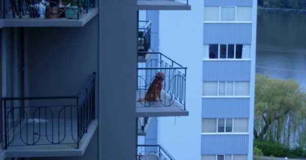 Τι κάνουμε, όταν βλέπουμε ένα σκύλο συνέχεια στο μπαλκόνι,δεμένο ή όχι , μέσα σε ακαθαρσίες και γενικά σε κακές συνθήκες διαβίωσης;