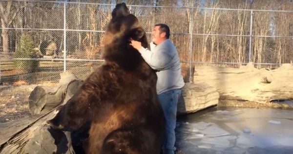 Γιγαντιαία αρκούδα απολαμβάνει τα χάδια και παίζει σαν κουτάβι (Βίντεο)