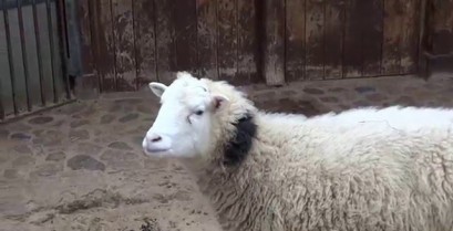 Το βραχνιασμένο πρόβατο (Βίντεο)