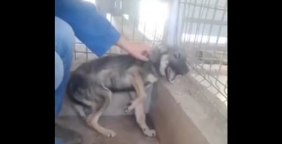 Ένας κακοποιημένος σκύλος δέχεται τα πρώτα χάδια από έναν άνθρωπο (Βίντεο)