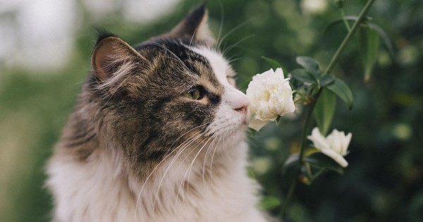 50 υπέροχες φωτογραφίες με ζώα που μυρίζουν λουλούδια.