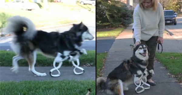 Και όμως! Έφτιαξε με 3D εκτυπωτή προσθετικά πόδια για το σκύλο της! (Βίντεο)